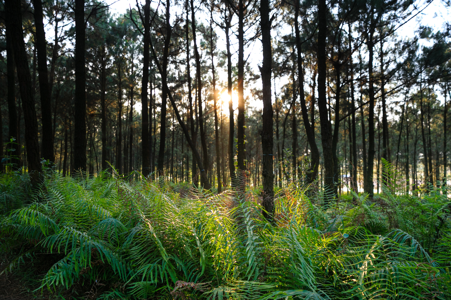 Light moving through forest trees